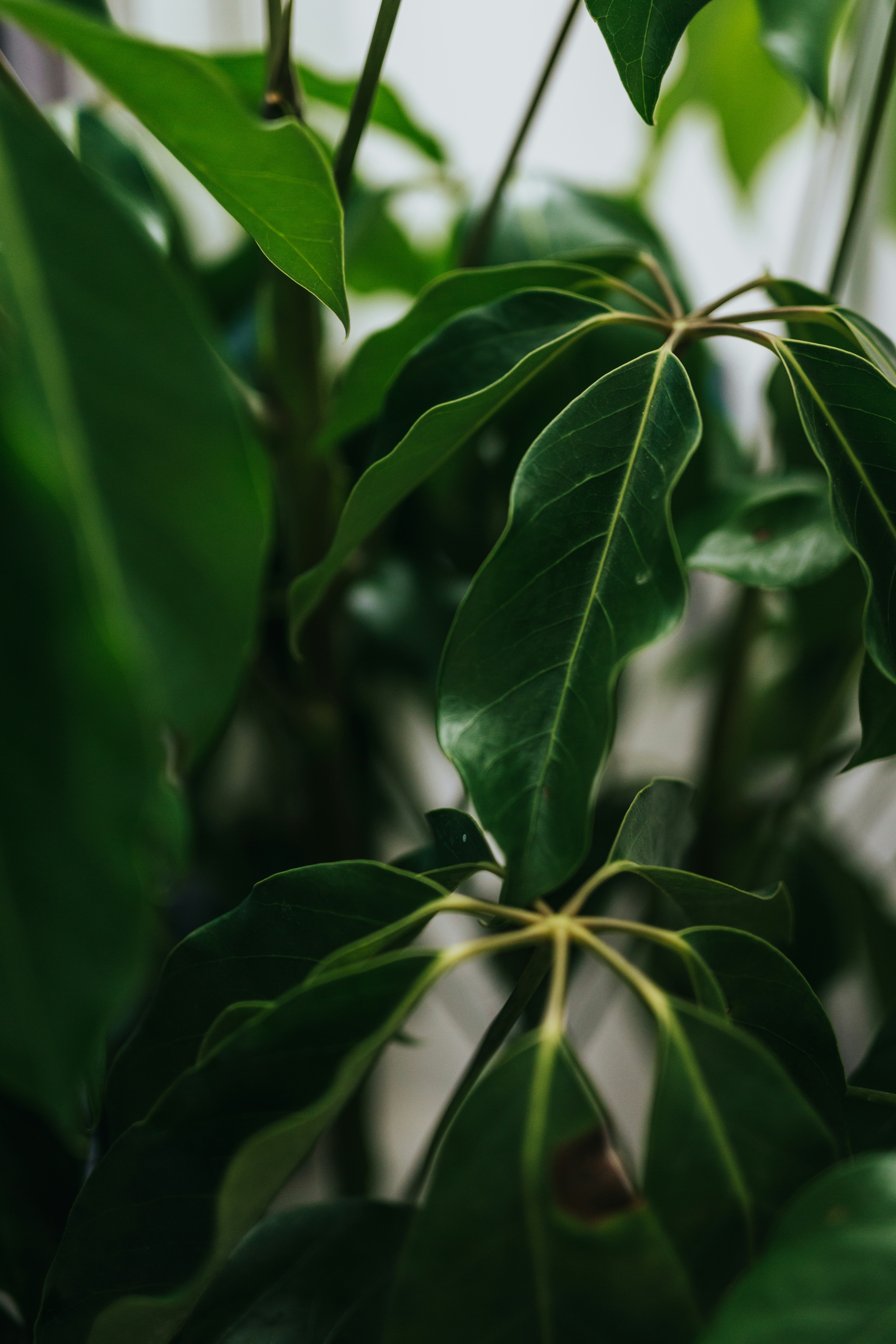 Photo by nate_dumlao