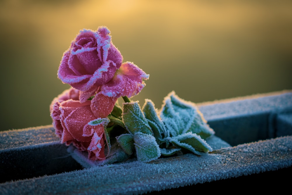 pink rose on black textile