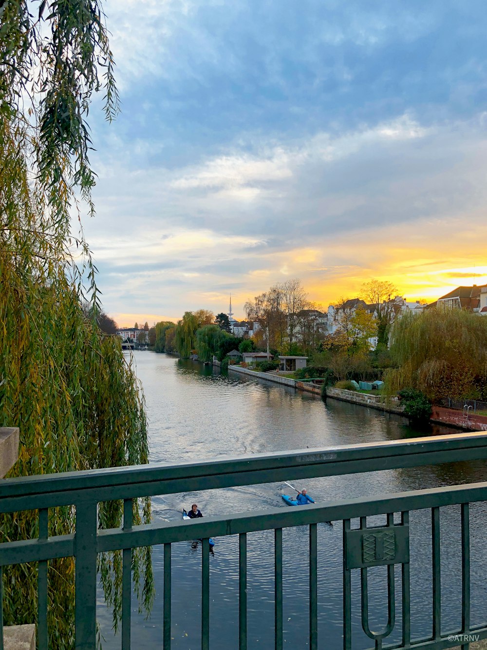 green trees beside river during sunset