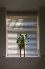 green plant in pot beside window blinds