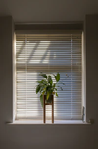 green plant in pot beside window blinds