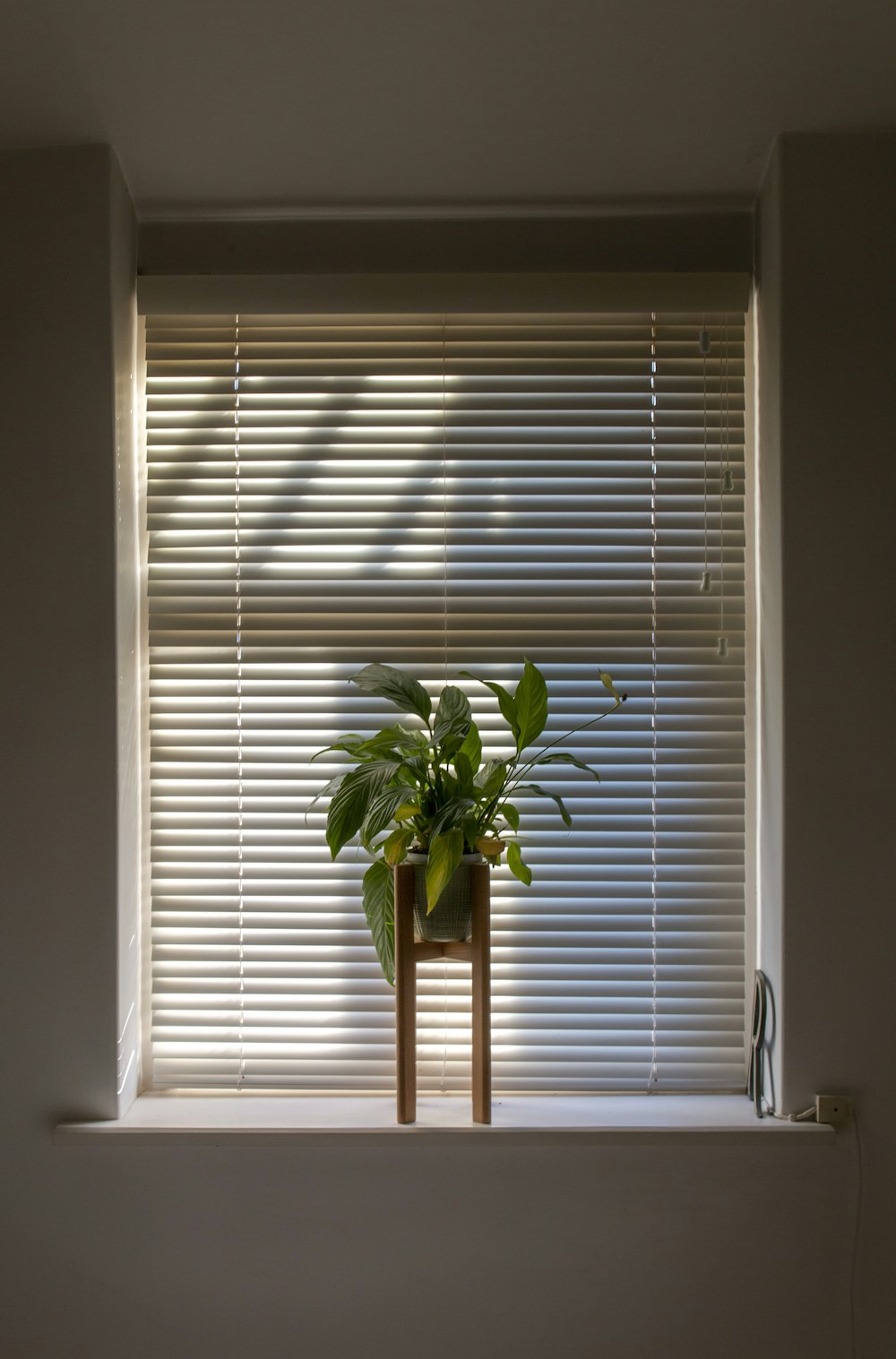 Planta verde en maceta al lado de las persianas de las ventanas