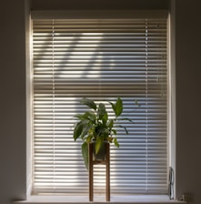 green plant in pot beside window blinds