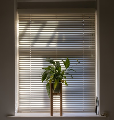 green plant in pot beside window blinds