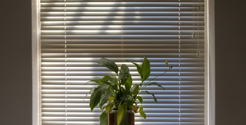 green plant in pot beside window blinds