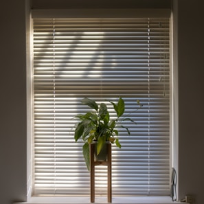 green plant in pot beside window blinds