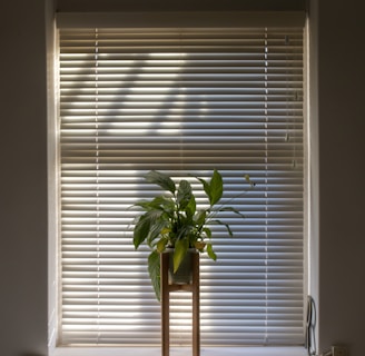 green plant in pot beside window blinds