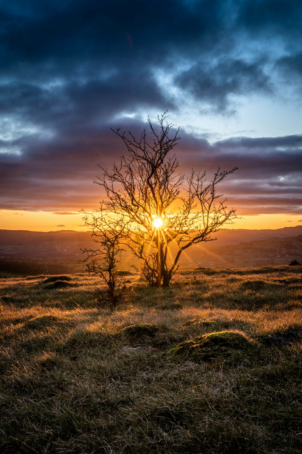 leafless tree on green grass field during sunset