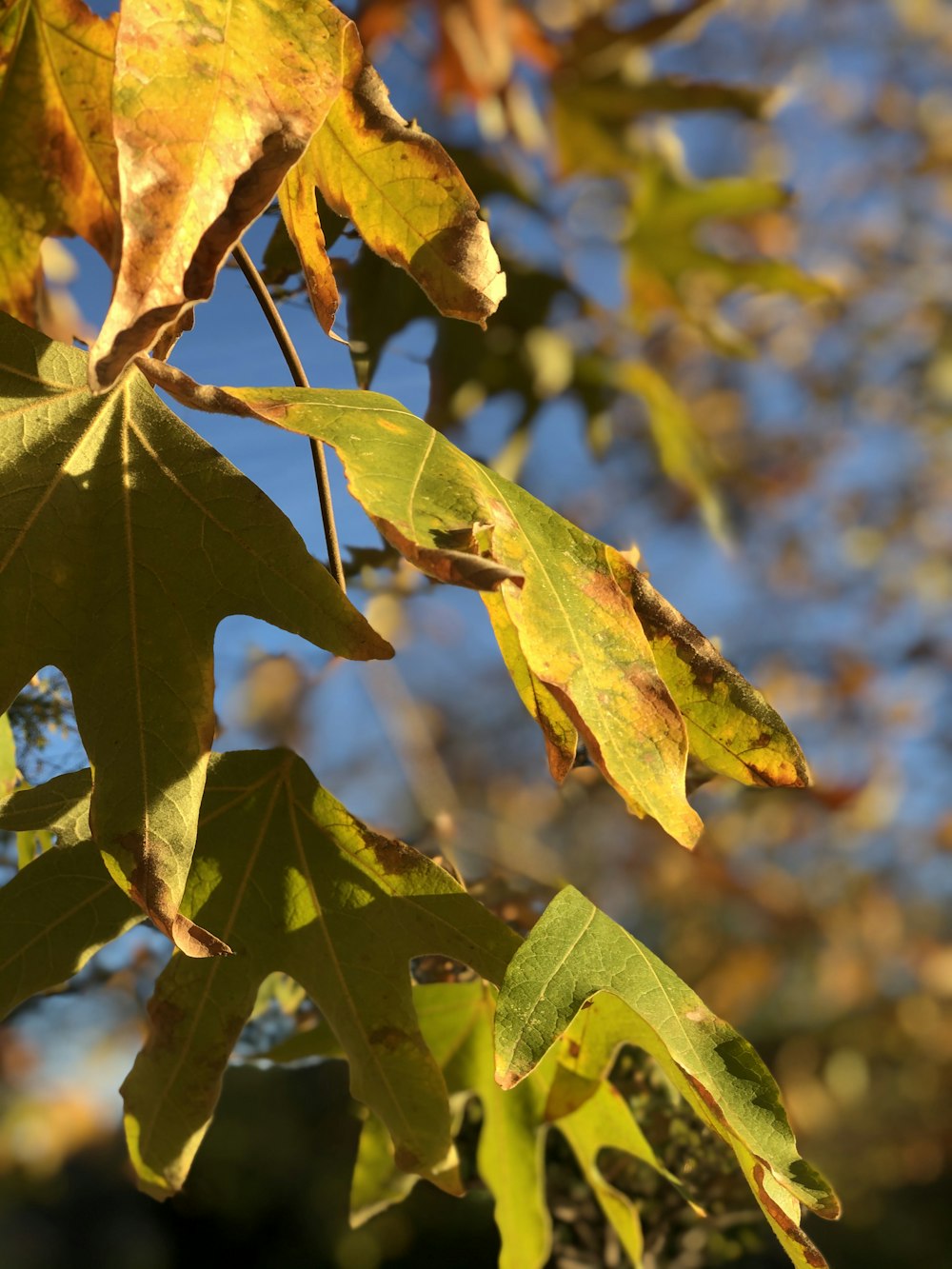 green and brown maple leaf