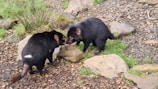 Two black, furry animals are interacting with each other. They are surrounded by natural elements such as stones, grass, and bark chips on the ground, suggesting a wildlife or zoo environment. The animals have distinctive features such as pointed ears and bushy tails.