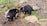 Two black, furry animals are interacting with each other. They are surrounded by natural elements such as stones, grass, and bark chips on the ground, suggesting a wildlife or zoo environment. The animals have distinctive features such as pointed ears and bushy tails.