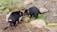Two black, furry animals are interacting with each other. They are surrounded by natural elements such as stones, grass, and bark chips on the ground, suggesting a wildlife or zoo environment. The animals have distinctive features such as pointed ears and bushy tails.