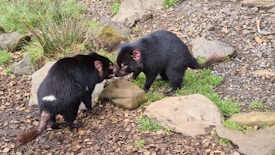 Two black, furry animals are interacting with each other. They are surrounded by natural elements such as stones, grass, and bark chips on the ground, suggesting a wildlife or zoo environment. The animals have distinctive features such as pointed ears and bushy tails.