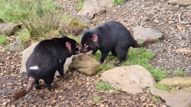 Two black, furry animals are interacting with each other. They are surrounded by natural elements such as stones, grass, and bark chips on the ground, suggesting a wildlife or zoo environment. The animals have distinctive features such as pointed ears and bushy tails.
