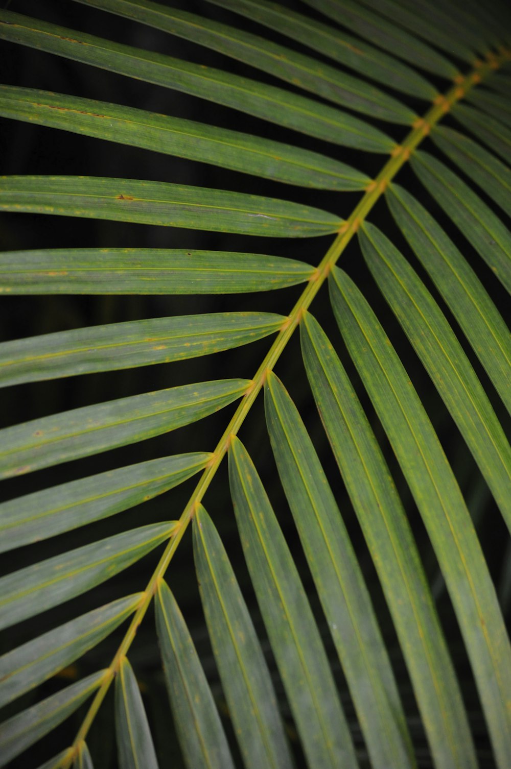 green leaves with water droplets