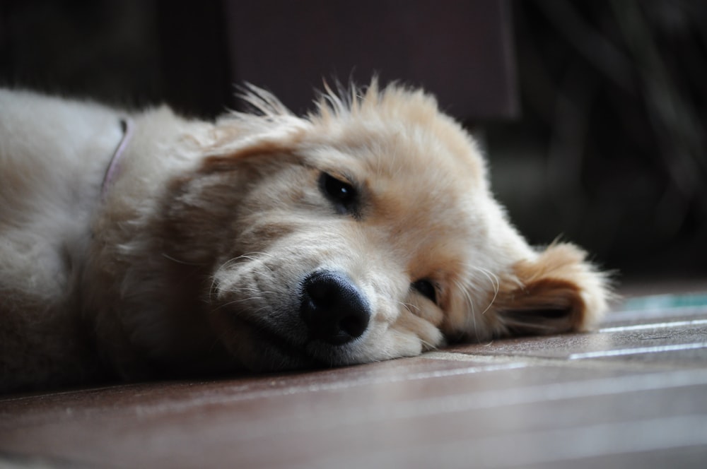 white long coated dog lying on floor