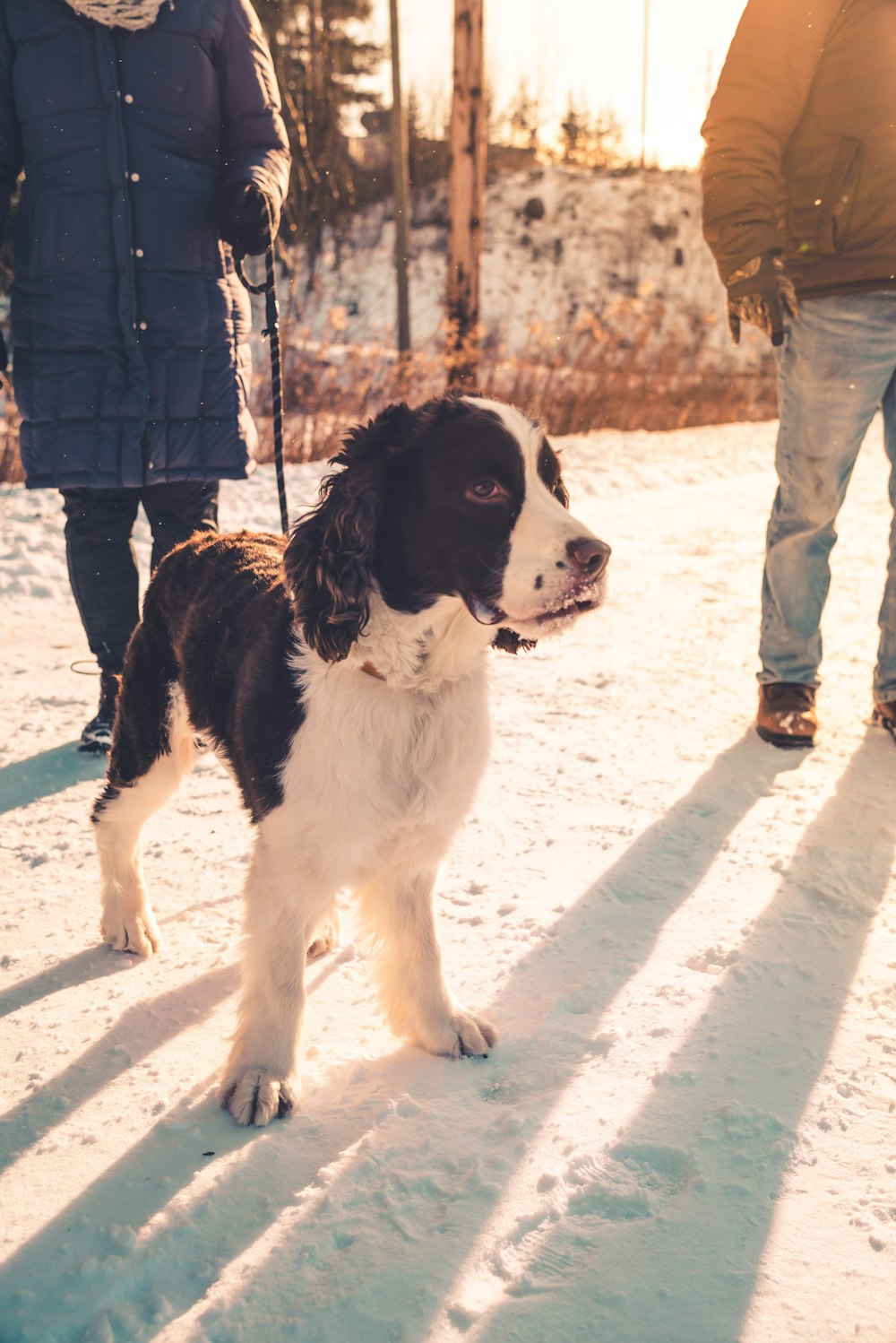 white and black short coat medium dog on snow covered ground during daytime