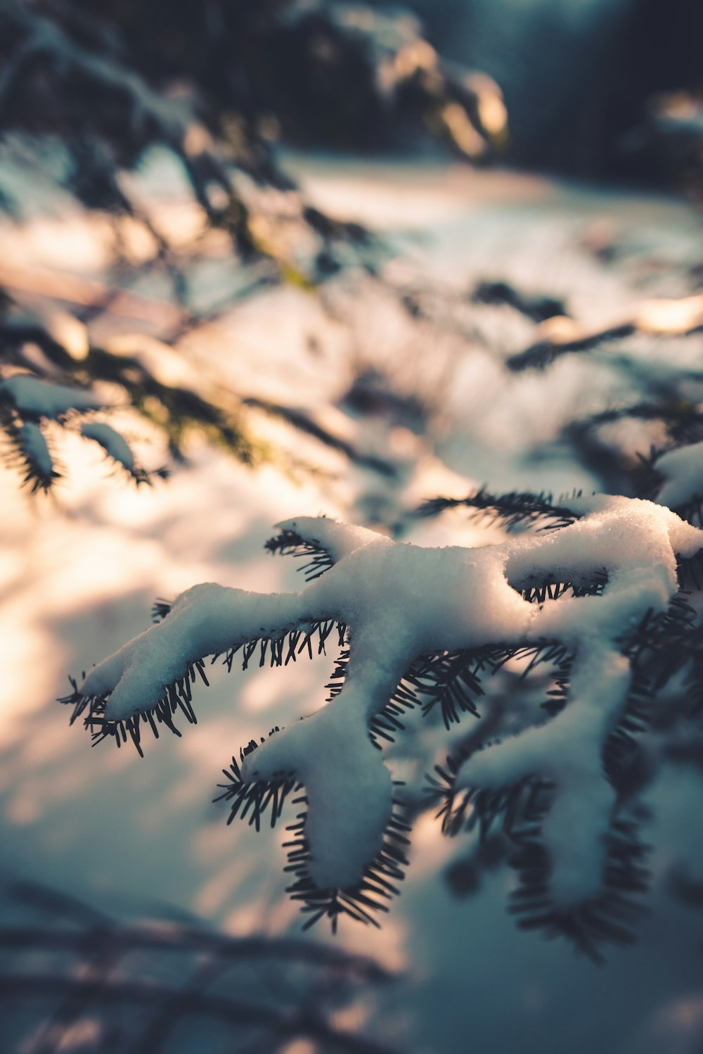 Ramas de árboles cubiertas de nieve durante el día