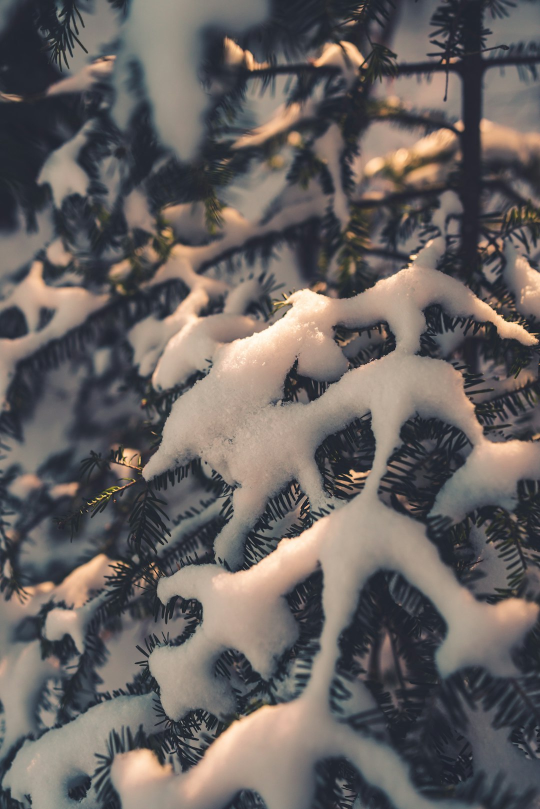 snow covered pine tree during daytime