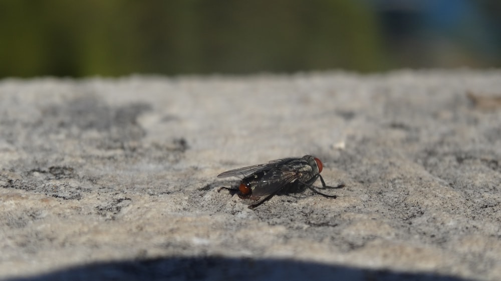 black fly on gray concrete