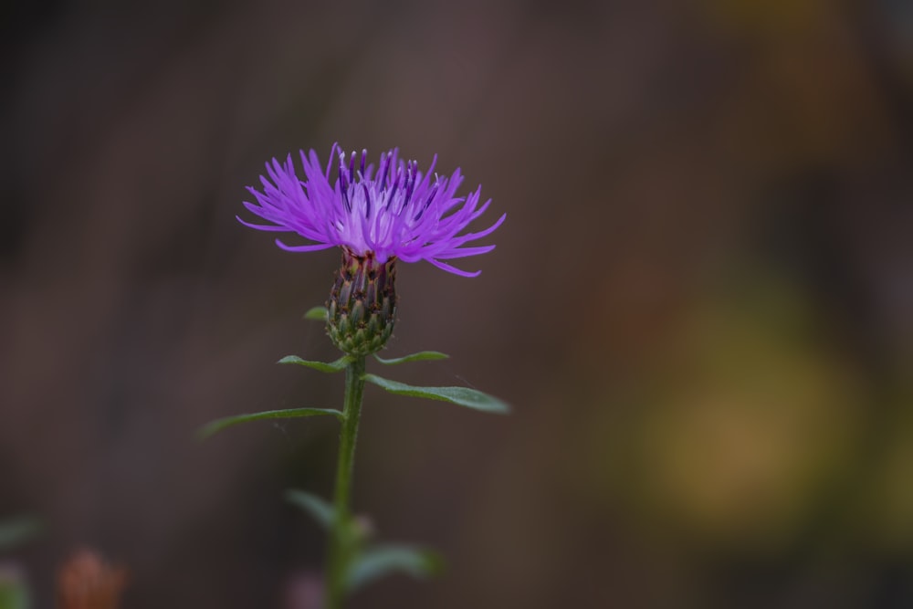 purple flower in tilt shift lens