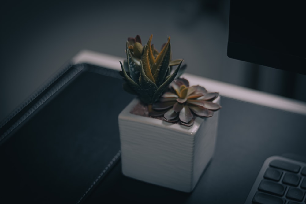 green plant on white ceramic pot