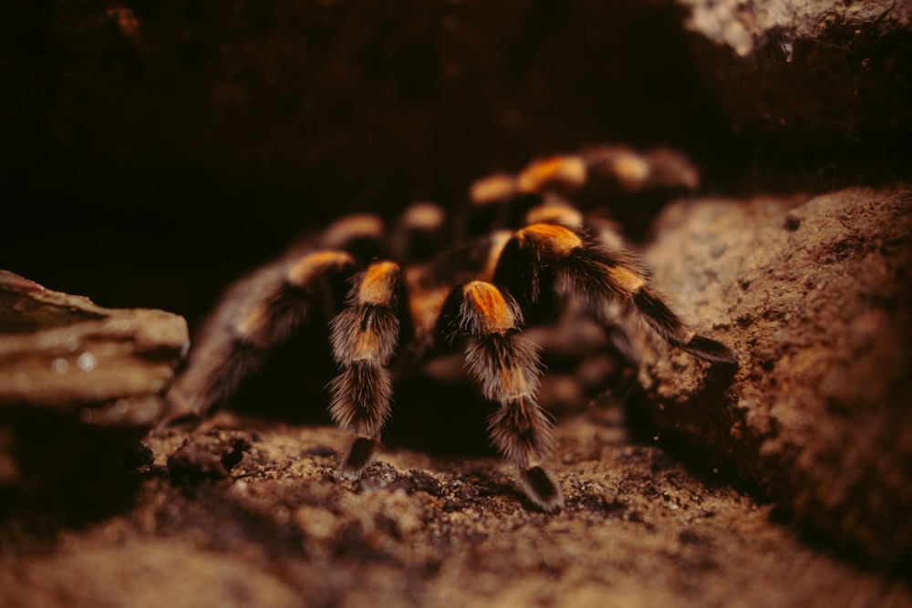 brown and black tarantula on brown soil