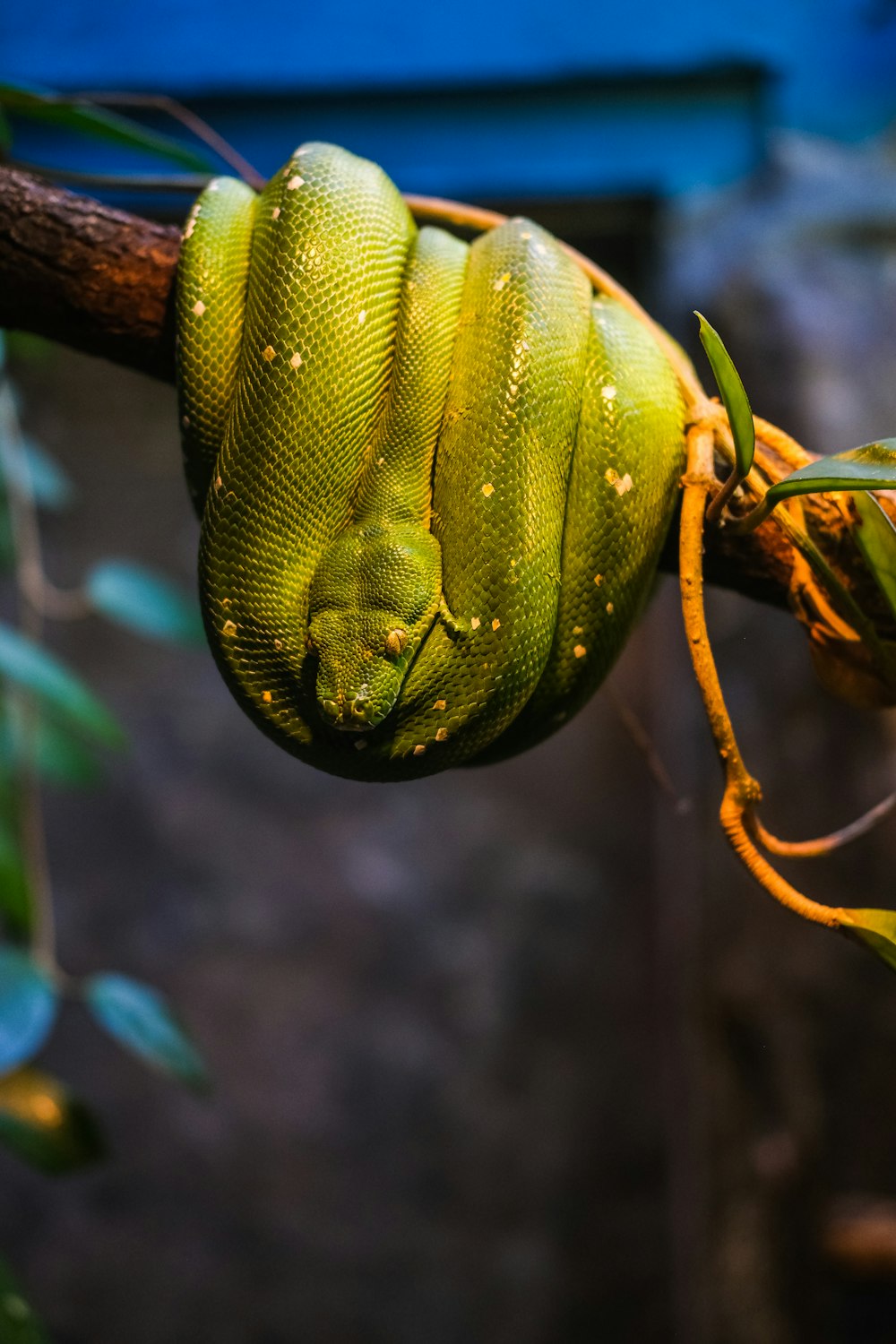 green snake on brown tree branch