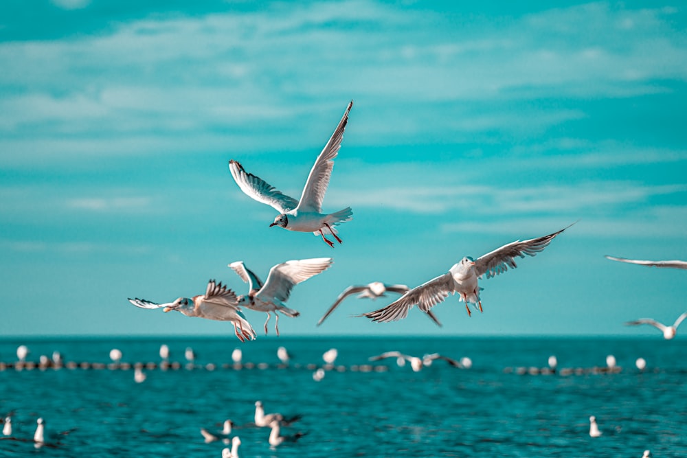 flock of white birds flying over the sea during daytime