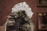 A close-up of a cat wearing a delicate handmade accessory with a soft background.