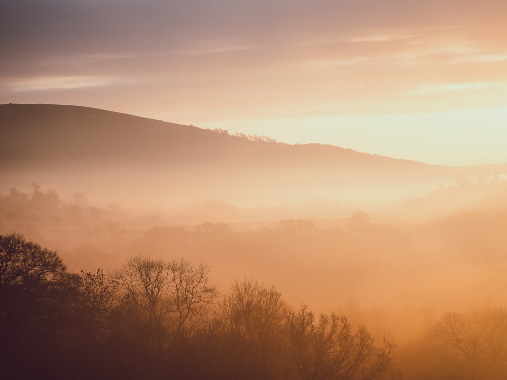 brown trees and mountains during sunset