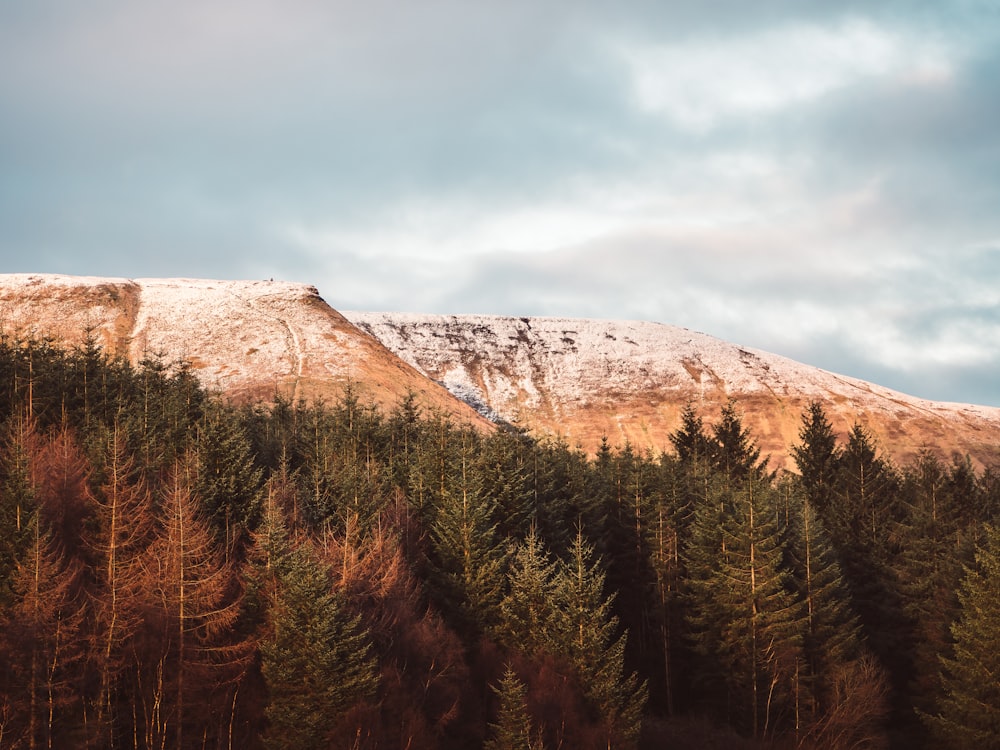 green pine trees near brown mountain under white clouds during daytime