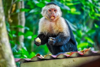 A capuchin monkey is perched on a rooftop surrounded by lush green foliage. It holds a piece of food in each hand, with its mouth open and an expressive face.