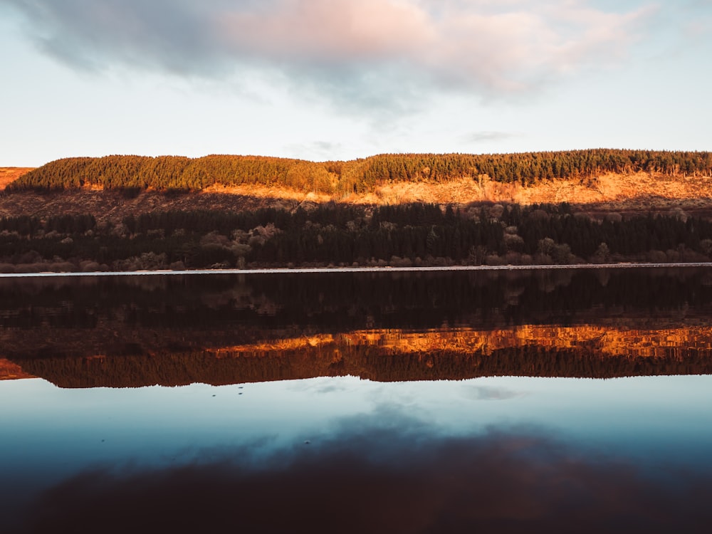 brown trees beside body of water during daytime