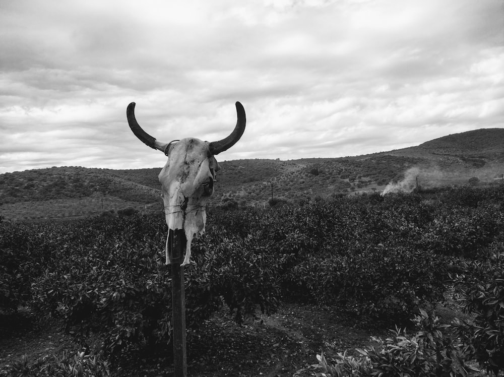 Foto en escala de grises de caballo comiendo hierba