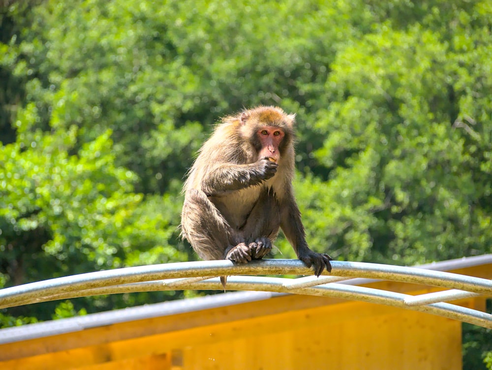 brown monkey on brown wooden railings during daytime