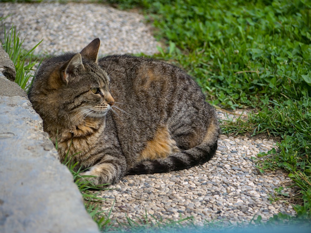 brown tabby cat lying on ground