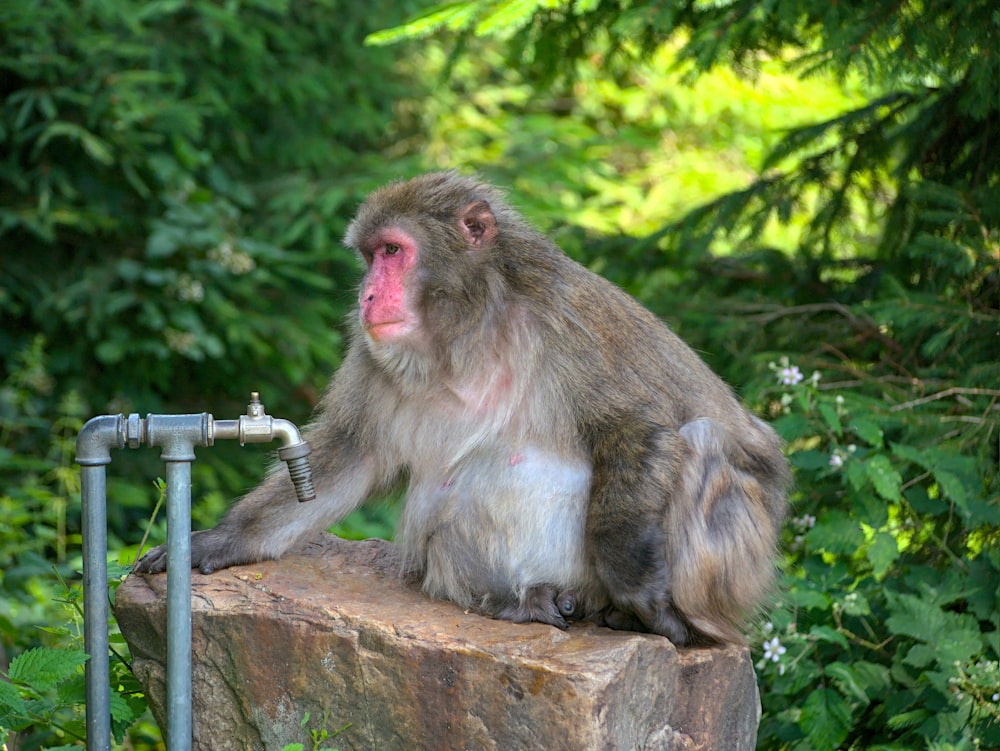 brown monkey sitting on brown concrete wall during daytime