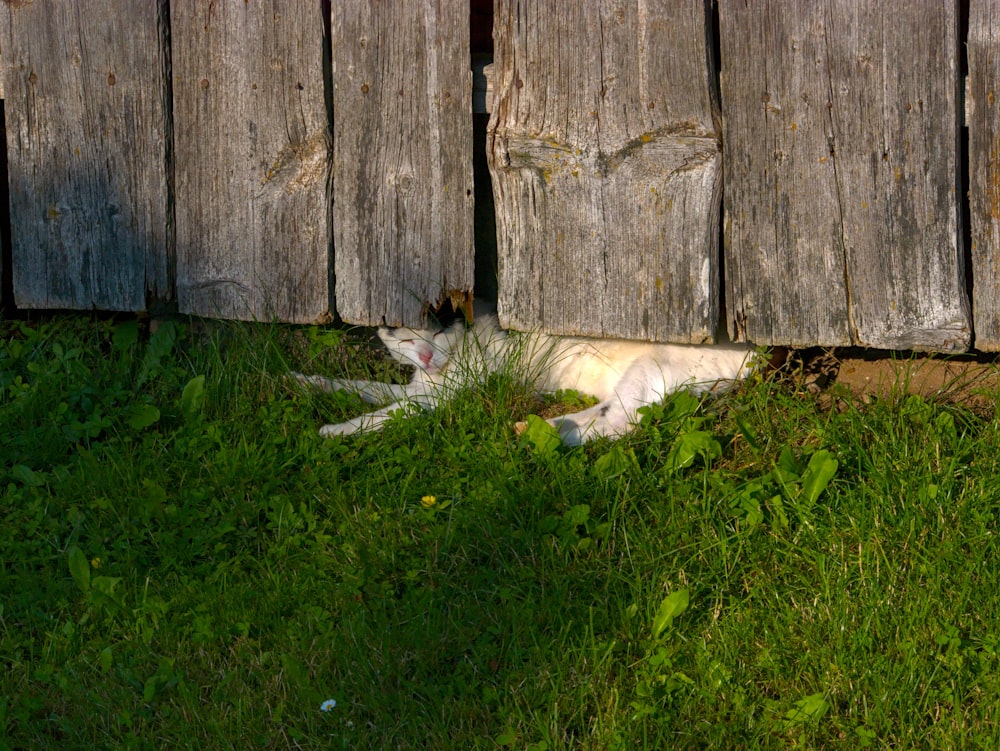 white and brown cat lying on green grass beside brown wooden fence during daytime