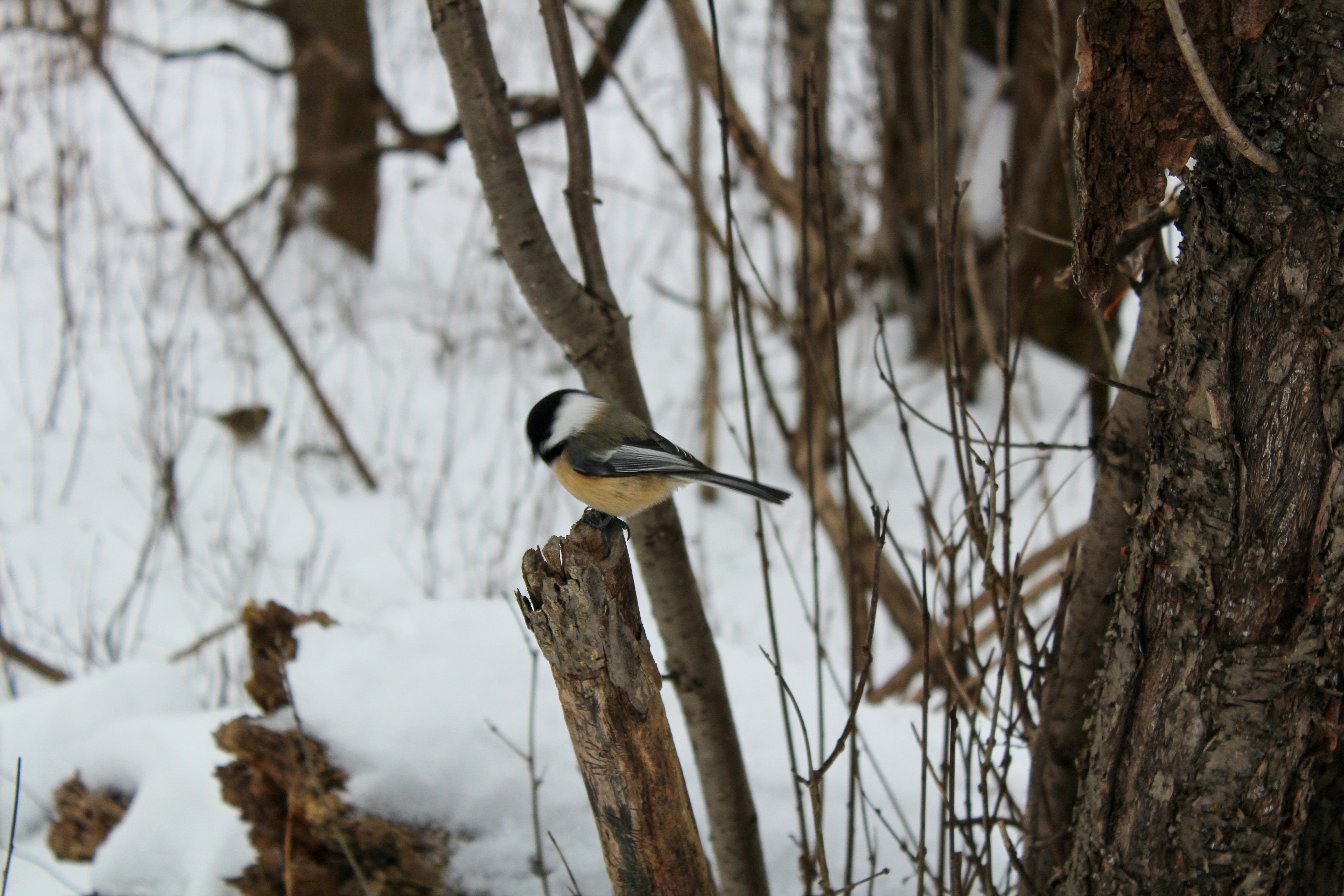 yellow black and white bird on brown tree branch during daytime