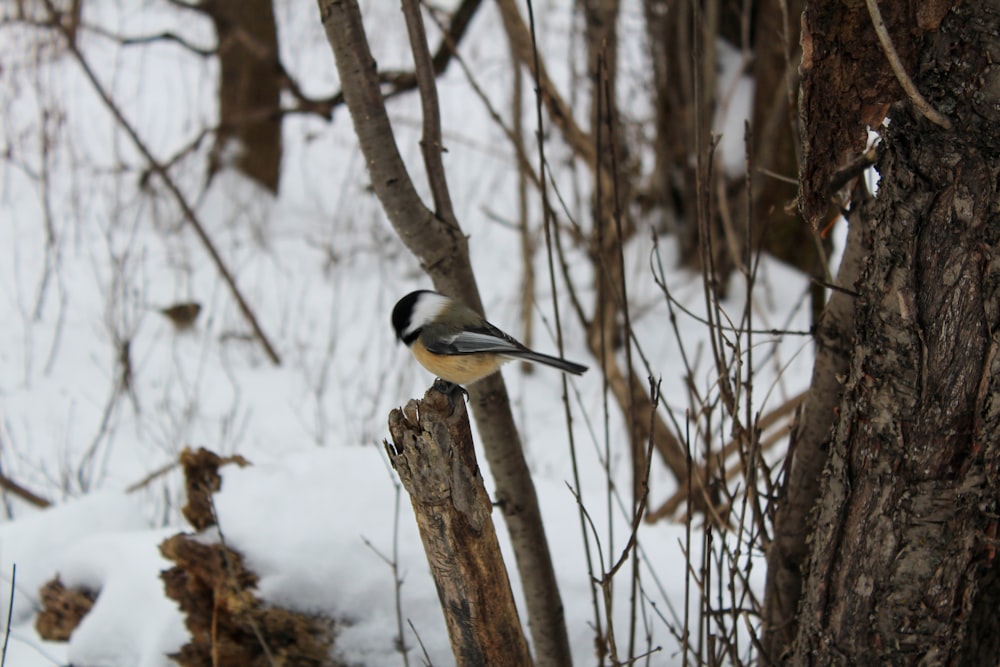 yellow black and white bird on brown tree branch during daytime