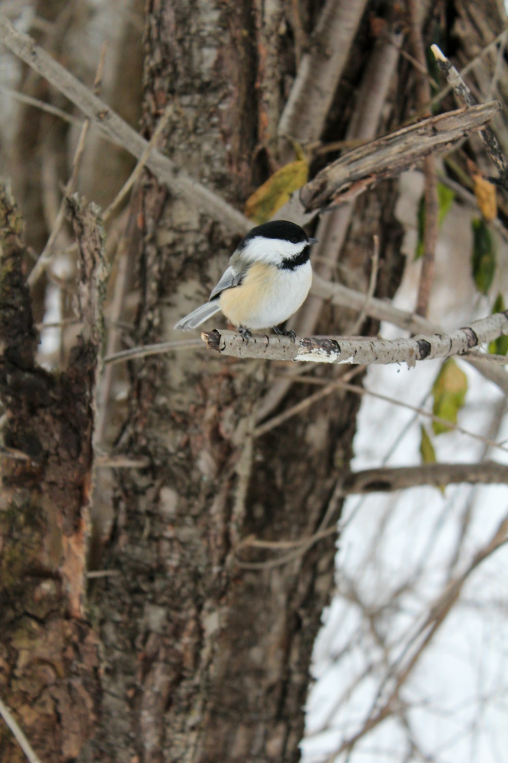 white and black bird on brown tree branch during daytime