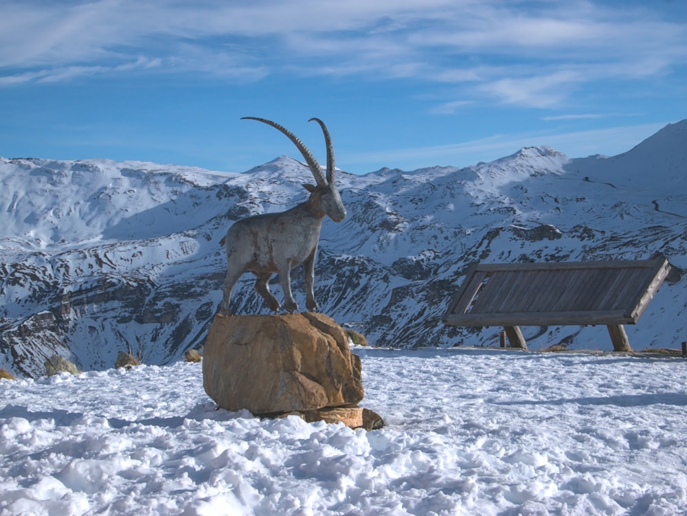 brown and white animal on brown rock formation under blue sky during daytime