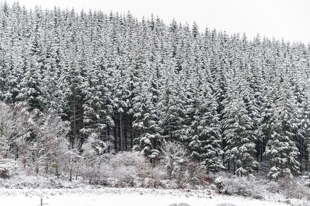 green pine trees covered with snow during daytime
