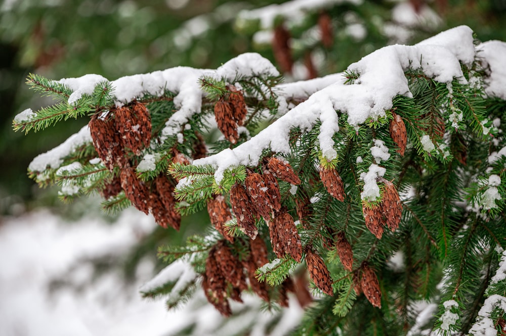 green and brown tree covered with snow