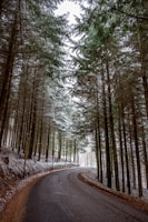 green trees on brown soil