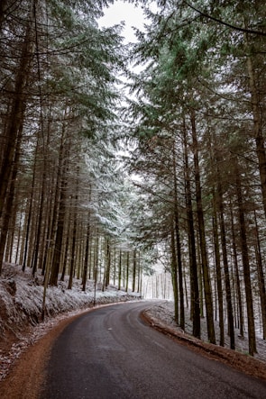 green trees on brown soil