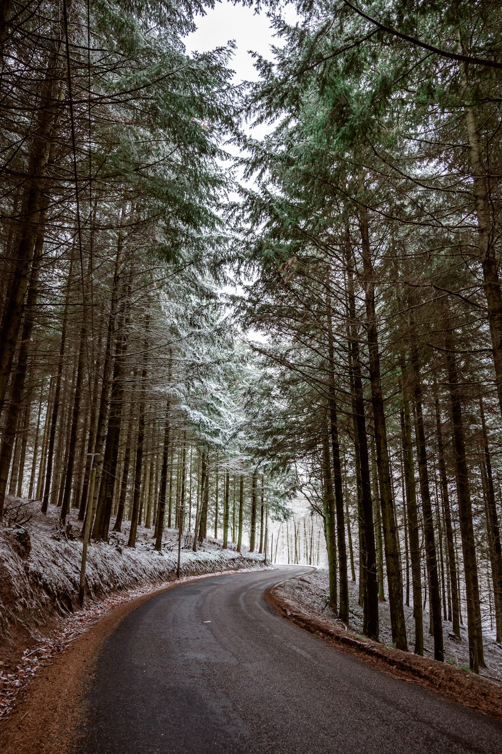 green trees on brown soil