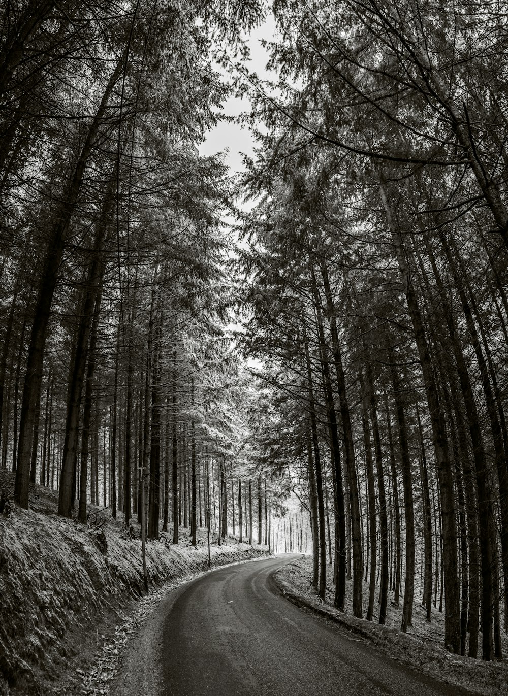 grayscale photo of trees and road