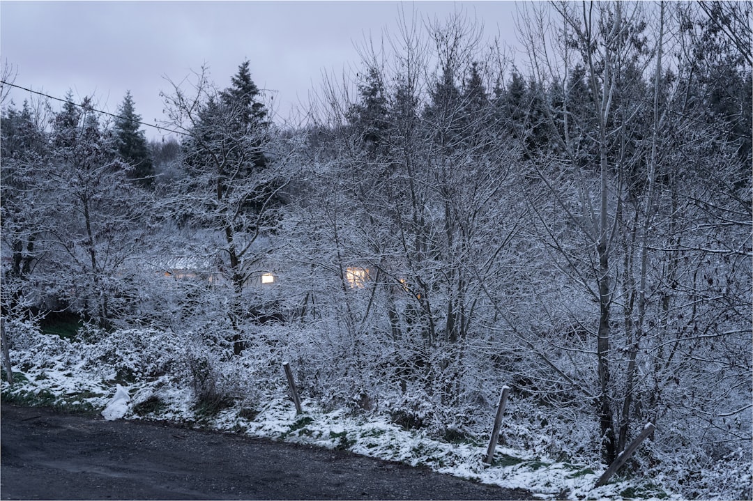 snow covered trees and road during daytime